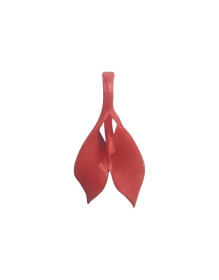 Folhas com PÃƒÂ©rola